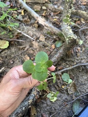 Chrysosplenium oppositifolium