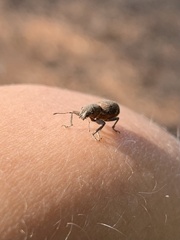 Pantomorus cervinus