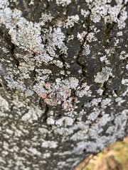 Lecanoromycetidae