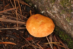 Cystodermella