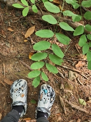 Robinia pseudoacacia
