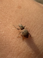 Pantomorus cervinus