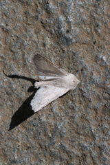 Mallomus