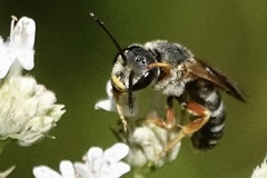 Halictus parallelus