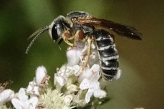 Halictus parallelus