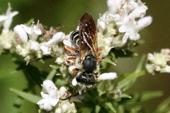 Halictus parallelus