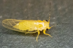 Cacopsylla annulata