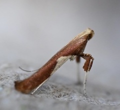 Caloptilia stigmatella