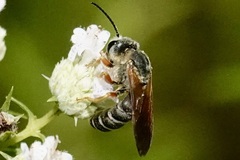 Halictus parallelus