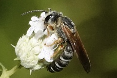 Halictus parallelus