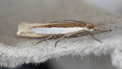 Crambus leachellus