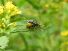 Trirhabda canadensis
