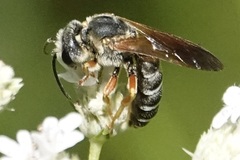 Halictus parallelus