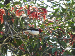 Paroaria capitata
