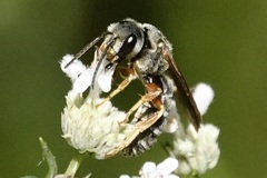 Halictus parallelus