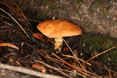 Cystodermella