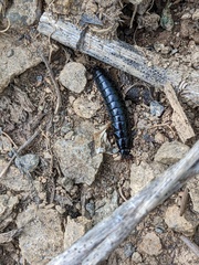 Carabina