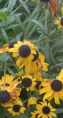 Rudbeckia