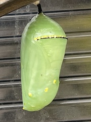 Danaus plexippus plexippus