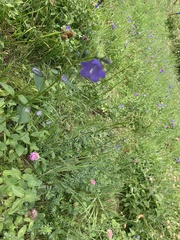 Campanula rhomboidalis
