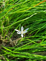 Trachyandra filiformis