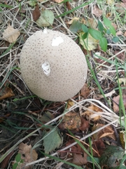 Lycoperdon excipuliforme