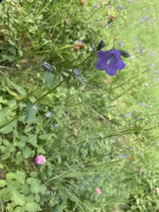 Campanula rhomboidalis