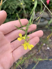 Rhamphospermum nigrum