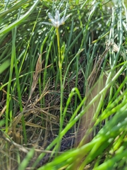 Trachyandra filiformis