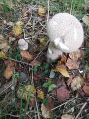 Lycoperdon excipuliforme