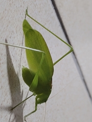 Amblycorypha oblongifolia