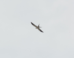 Elanoides forficatus