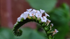 Heliotropium indicum