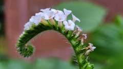 Heliotropium indicum