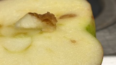 Rhagoletis pomonella