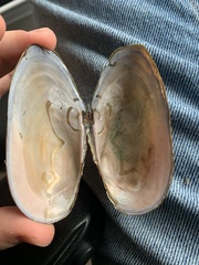 Utterbackiana implicata