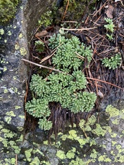 Sedum