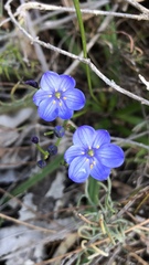 Chamaescilla