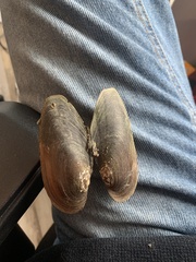 Utterbackiana implicata