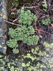 Sedum