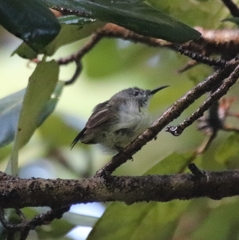 Nectariniidae