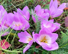 Colchicum speciosum