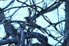 Emberiza flaviventris