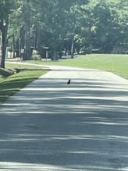 Corvus