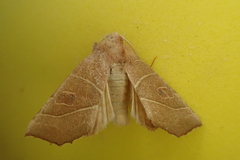 Atethmia algirica