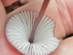 Mycena purpureofusca