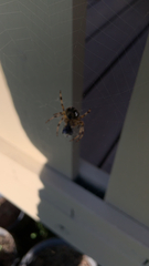 Araneus diadematus