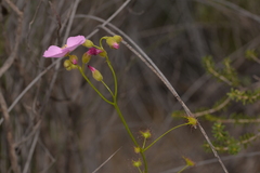 Drosera neesii