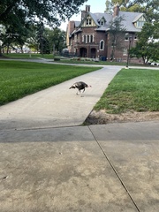 Meleagris gallopavo silvestris