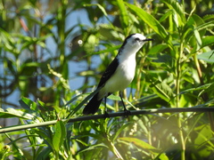 Fluvicola albiventer